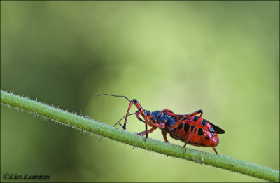 Red Assassin Bug - Rode roofwants - Rhynocoris iracundus