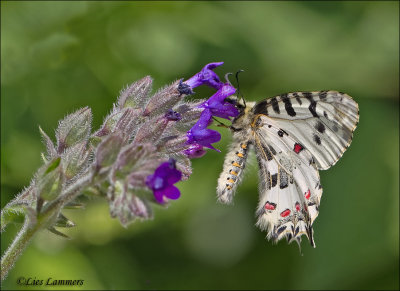 Eastern Festoon - Oostelijke Pijpbloemvlinder - Zerynthia cerisy