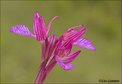 Pink butterfly orchid - Vlinderorchis - Orchis papilionacea