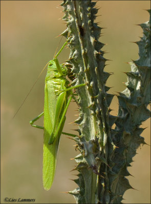 Great Green Bush Cricket - Sabelsprinkhaan - Tettigonia viridissima