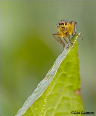 Yellow Dungfly _ Strontvlieg - Scathophaga stercoraria