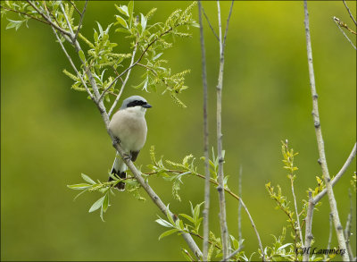 Red-backed Shrike - Grauwe klauwier - Lanius collurio