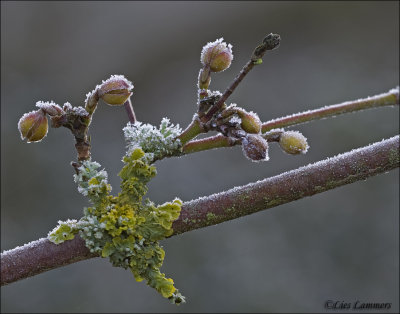 Cornelian cherry - Gele kornoelje - Cornus Mas