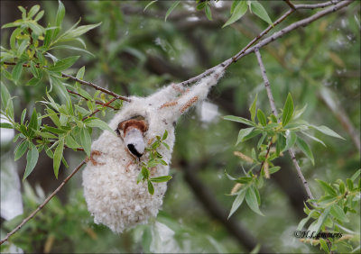  Eurasian Penduline Tit - Buidelmees - Remiz pendulinus