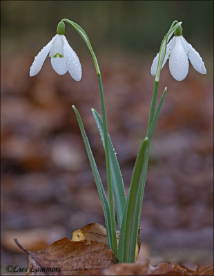 Snowdrop - Sneeuwklokje -  Galanthus nivalis