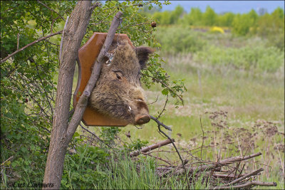 Wild boar - Wild zwijn - Sus Scrofa  