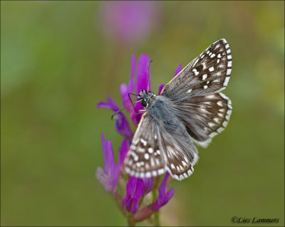 Safflower Skipper -  Witgezoomd spikkeldikkopje - Pyrgus carthami 