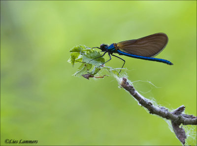 Beautiful demoiselle - Bosbeekjuffer - Calopteryx virgo