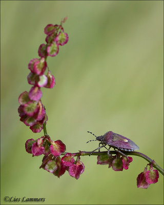 Sloe Bug - Bessenwants - Dolycoris baccarum