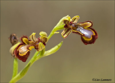 Mirror orchid- Spiegelorchis - Ophrys speculum