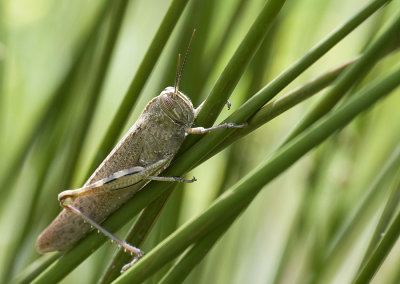  Egyptian grasshopper - Egyptische treksprinkhaan - Anacridium aegyptium