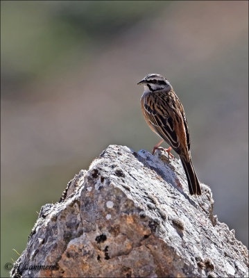 Grijze Gors -Rock Bunting - Emberiza cia 