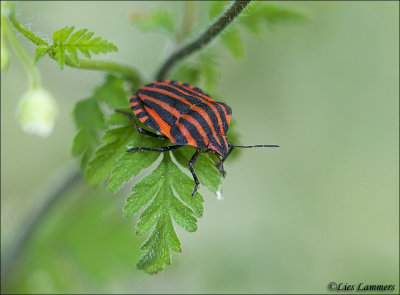 Striped Shieldbug - Pyjamawants - Graphosoma lineatum