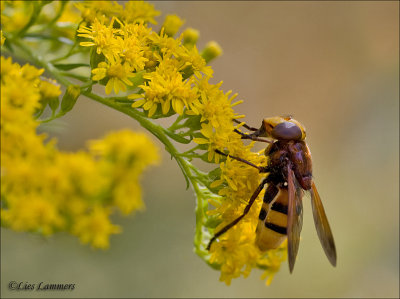 Hornet Mimic Hoverfly - Stadsreus of Hoornaarzweefvlieg - Volucella zonaria