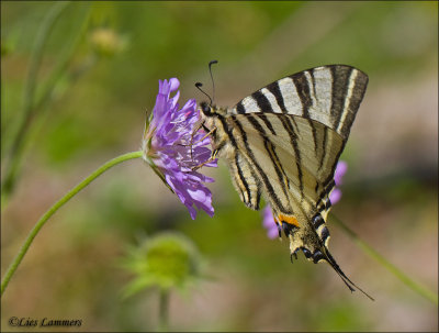 Scarce swallowtail - Koningspage - Iphiclides podalirius