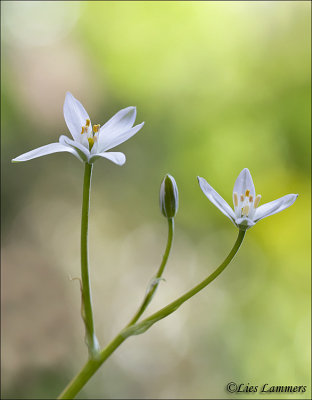 Star of Bethlehem - Gewone vogelmelk - Ornithogalum umbellatum