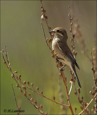 Red-backed Shrike - Grauwe Klauwier - Lanius collurio 