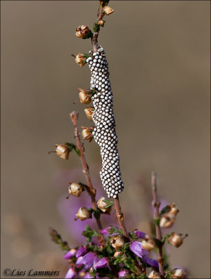 Eggs of Ground Lackey - Heideringelrups - Malacosoma castrensis 