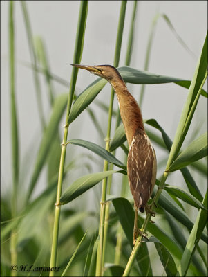 Little Bittern - Woudaap - Ixobrychus minutus