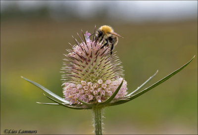 Teasel - Grote kaardebol - Dipsacus fullonum