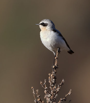 Tapuit - Northern Wheatear -  Oenanthe oenanthe