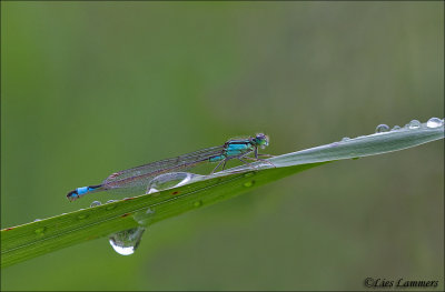 Blue-tailed Damselfly - Lantaarntje - Ischnura elegans