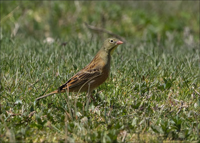 Ortolan Bunting - Ortolaan - Emberiza hortulana