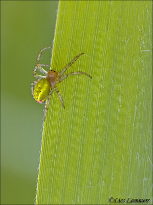 Cucumber spider - Gewone Komkommerspin - Araniella cucurbitina