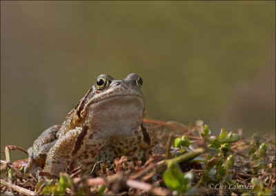 Common Frog - Bruine kikker - Rana temporaria