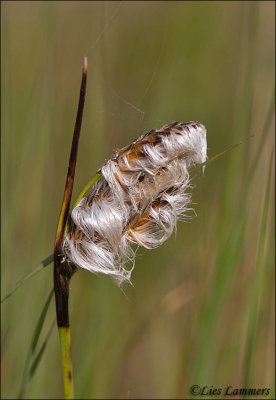 Common Cottongrass - Veenpluis - Eriophorum angustifolium