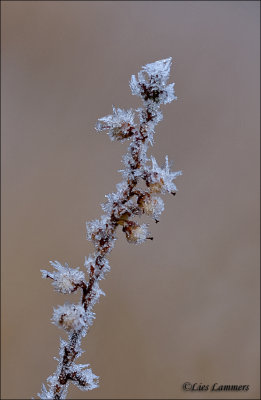 Frost on Common heather - Rijp op Struikheide