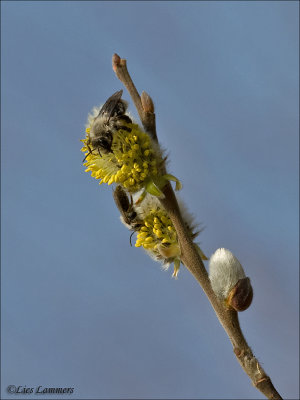 Solitary digger bee - Grijze zandbij - Andrena vaga