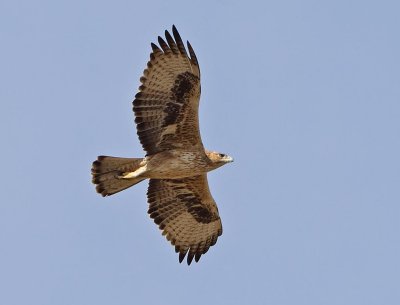 Bonellis Eagle - Havikarend -  Aquila fasciata