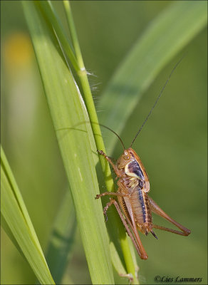 Roesel's bush-cricket - Greppelsprinkhaan - Roeseliana roeselii 