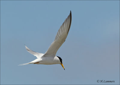 Little Tern - Dwergstern - Sternula albifrons