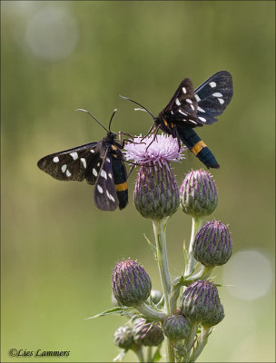 Nine-spotted - Phegeavlinder - Amata phegea