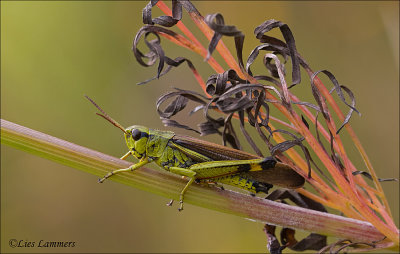 Large marsh grashopper - Moerassprinkhaan - Stethophyma grossum