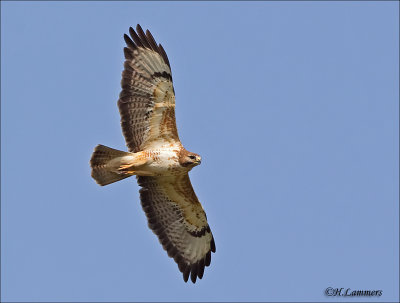 Common Buzzard - Buizerd - Buteo buteo