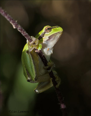 European Tree Frog - Boomkikker - Hyla arborea