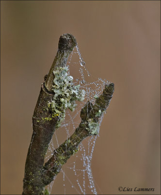 Dewdrops - Dauwdruppels