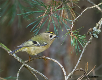  Goldcrest - Goudhaan - Regulus regulus