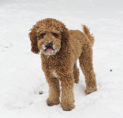 Rufus in the Snow - 122801262014.jpg