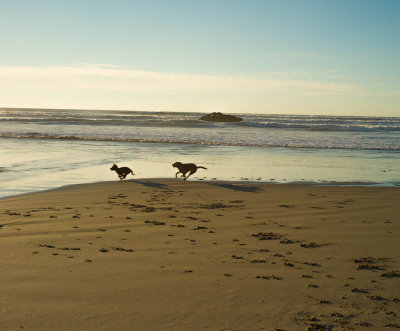 Dogs Running on the Oreogn Coast.jpg