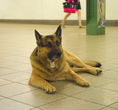 Dog_at_NYC_Subway_Station-1020555.jpg