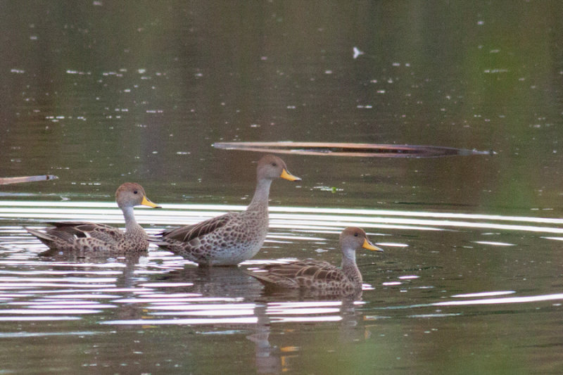 Patos jergn grande