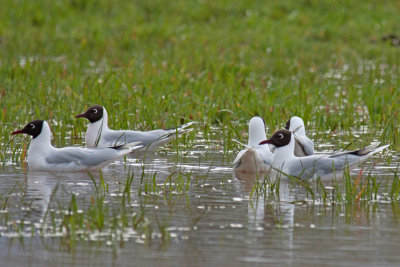 Gaviotas chuil