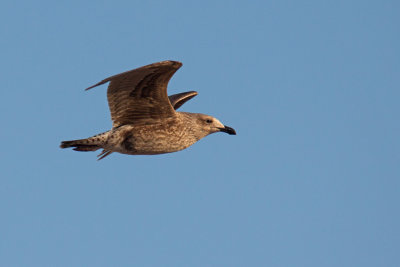 Gaviota garuma