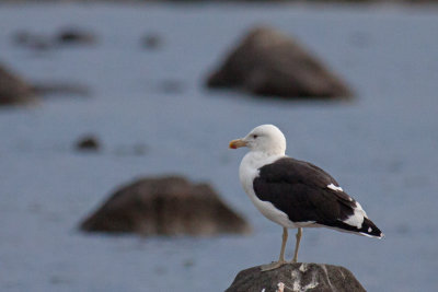 Gaviota dominicana