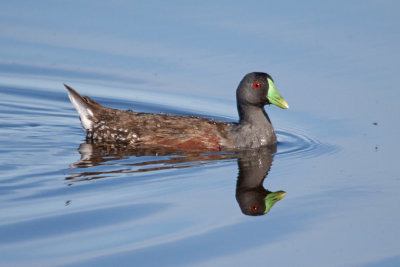 T-Tagua T-Turpial norteo