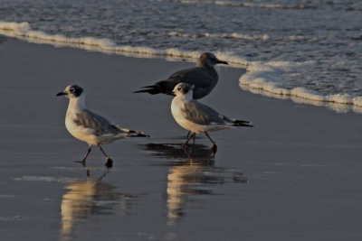 Gaviotas de Franklin